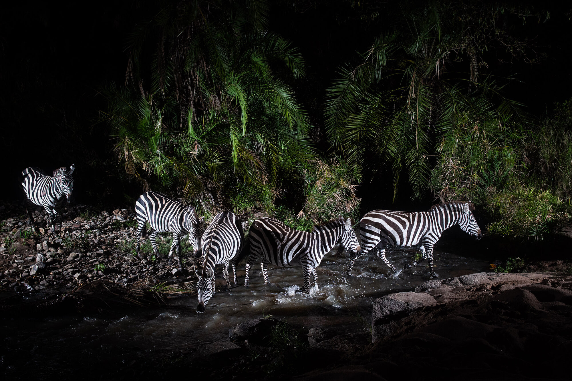 MAIN 'Zebras' From The Series Crossing Point By Will Burrard Lucas