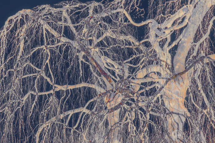 Austria City Park Essence Of A Tree Astrid Preisz