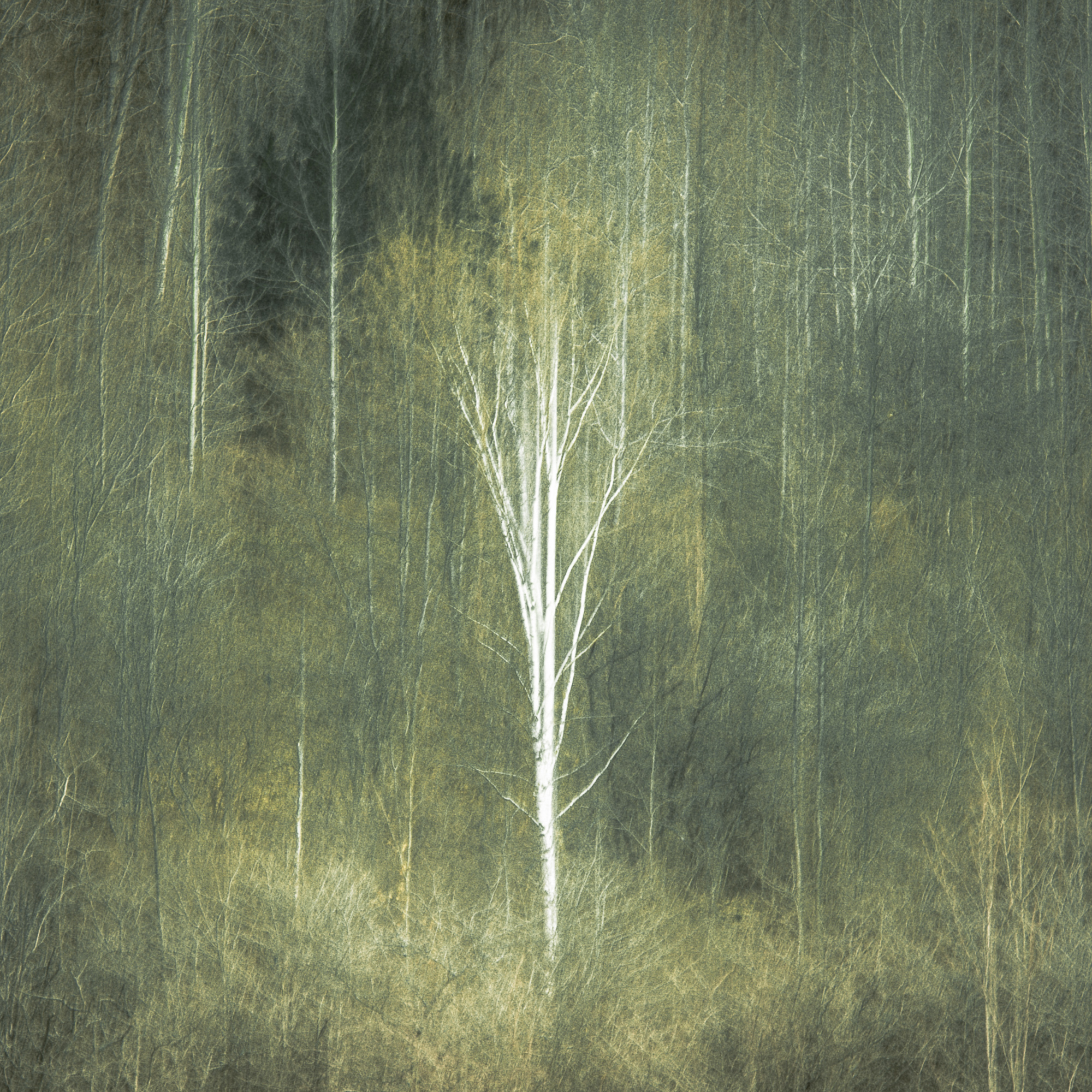 Lone Birch Candia Peterson ARPS