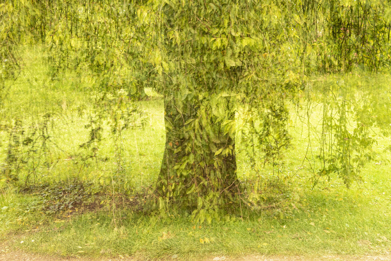 Weeping Willow by Patricia Goode (France)