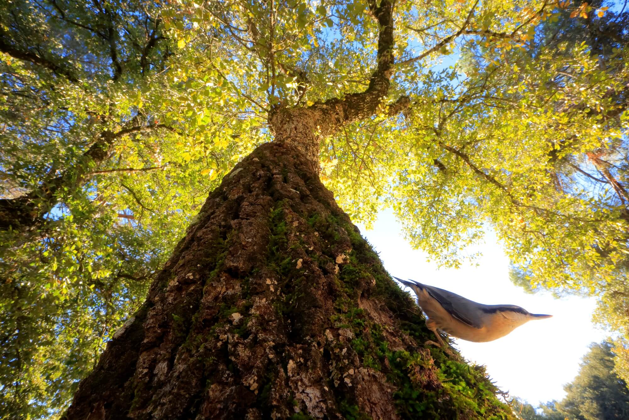 'Eurasian Nuthatch' By Andres Luis Domínguez Blanco