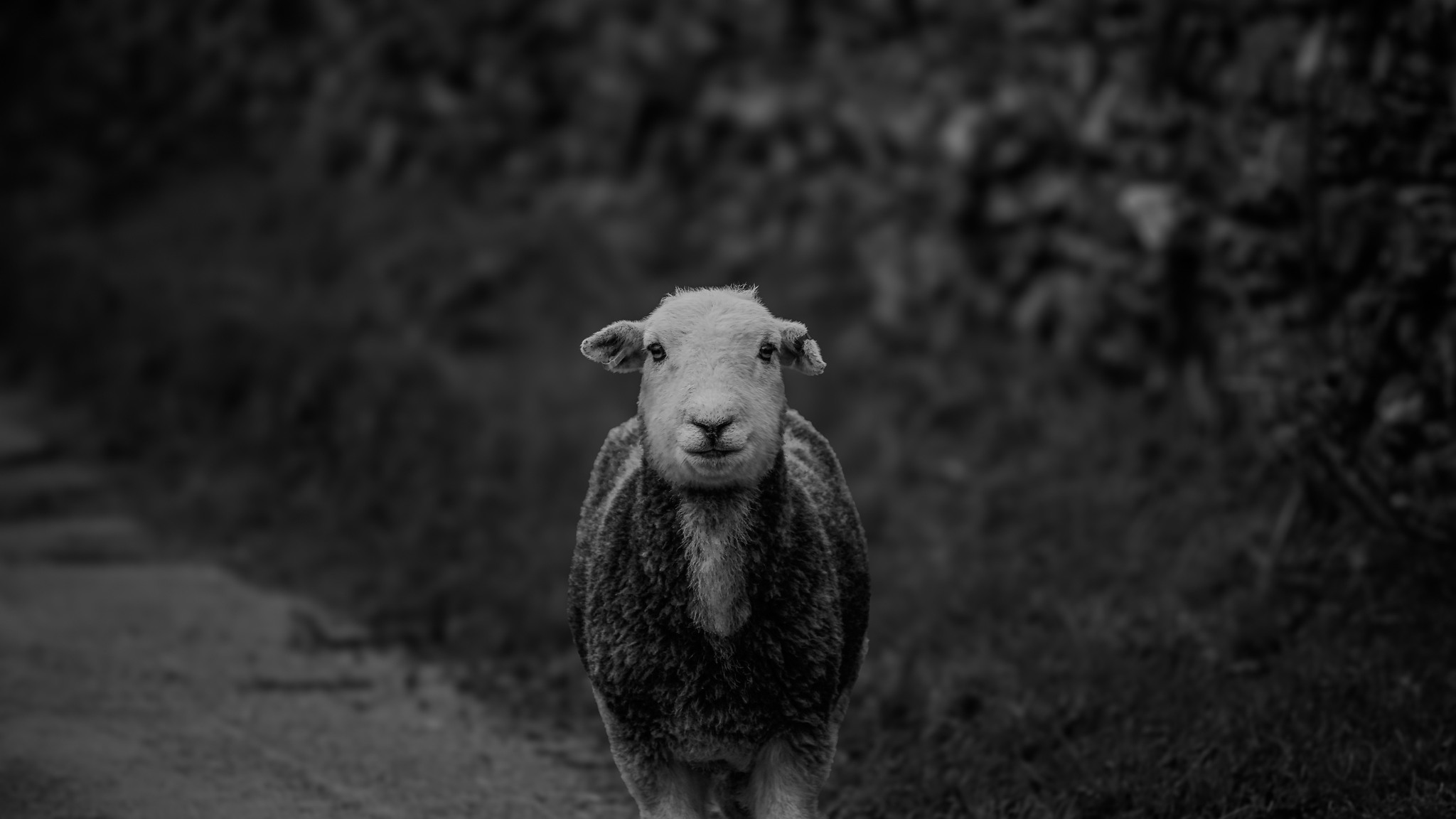 470233202 1119286992894956 4780571870654579418 N