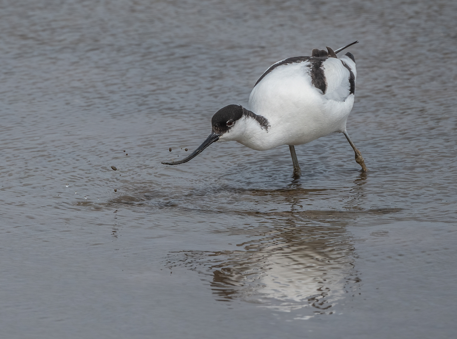 Avocet Feeding (Bruce Kendrick)