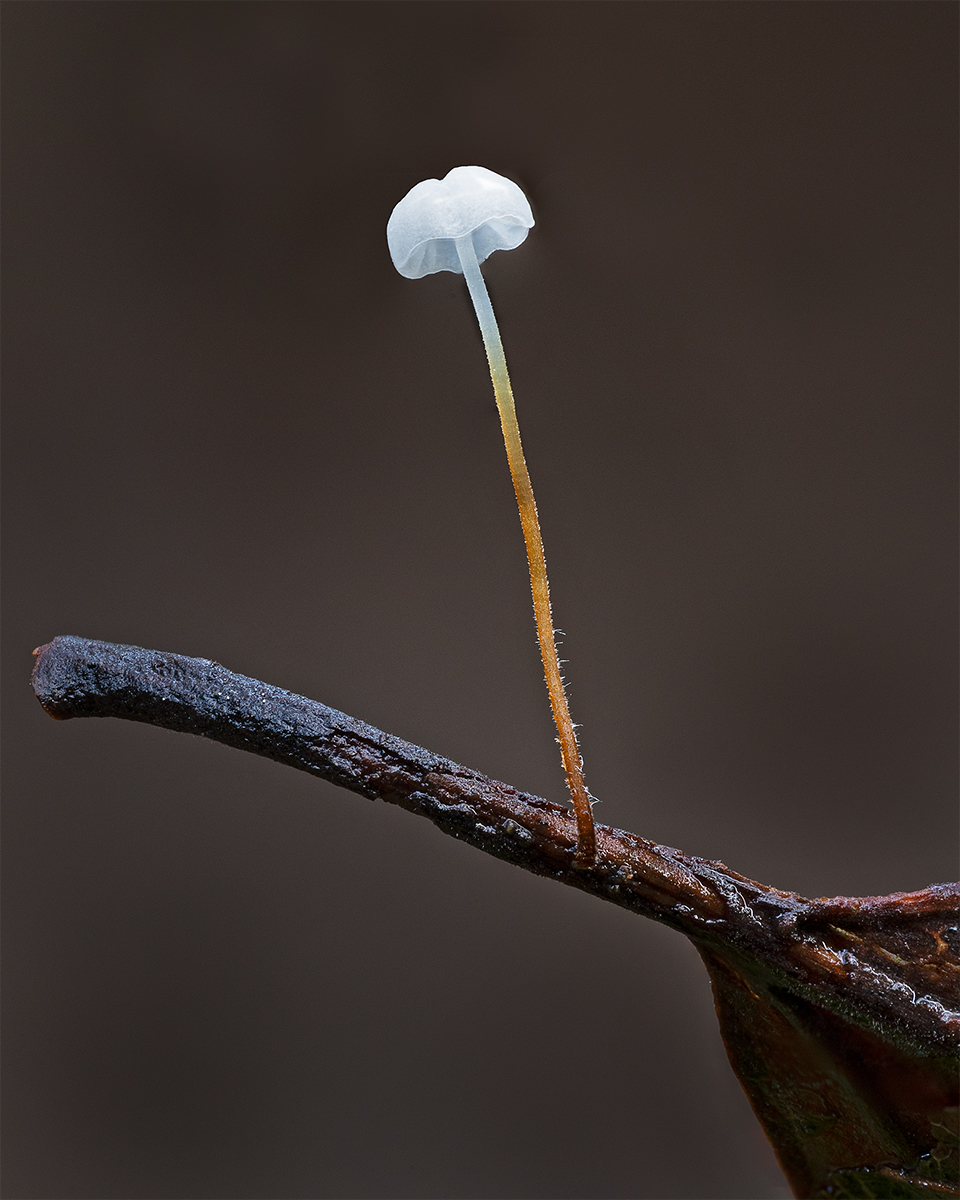 Beachleaf Bonnet