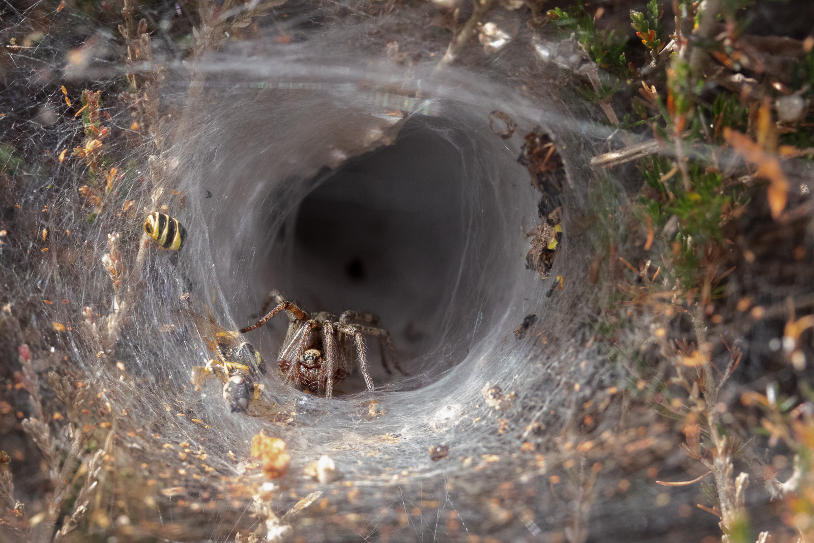 Funnel Web Spider