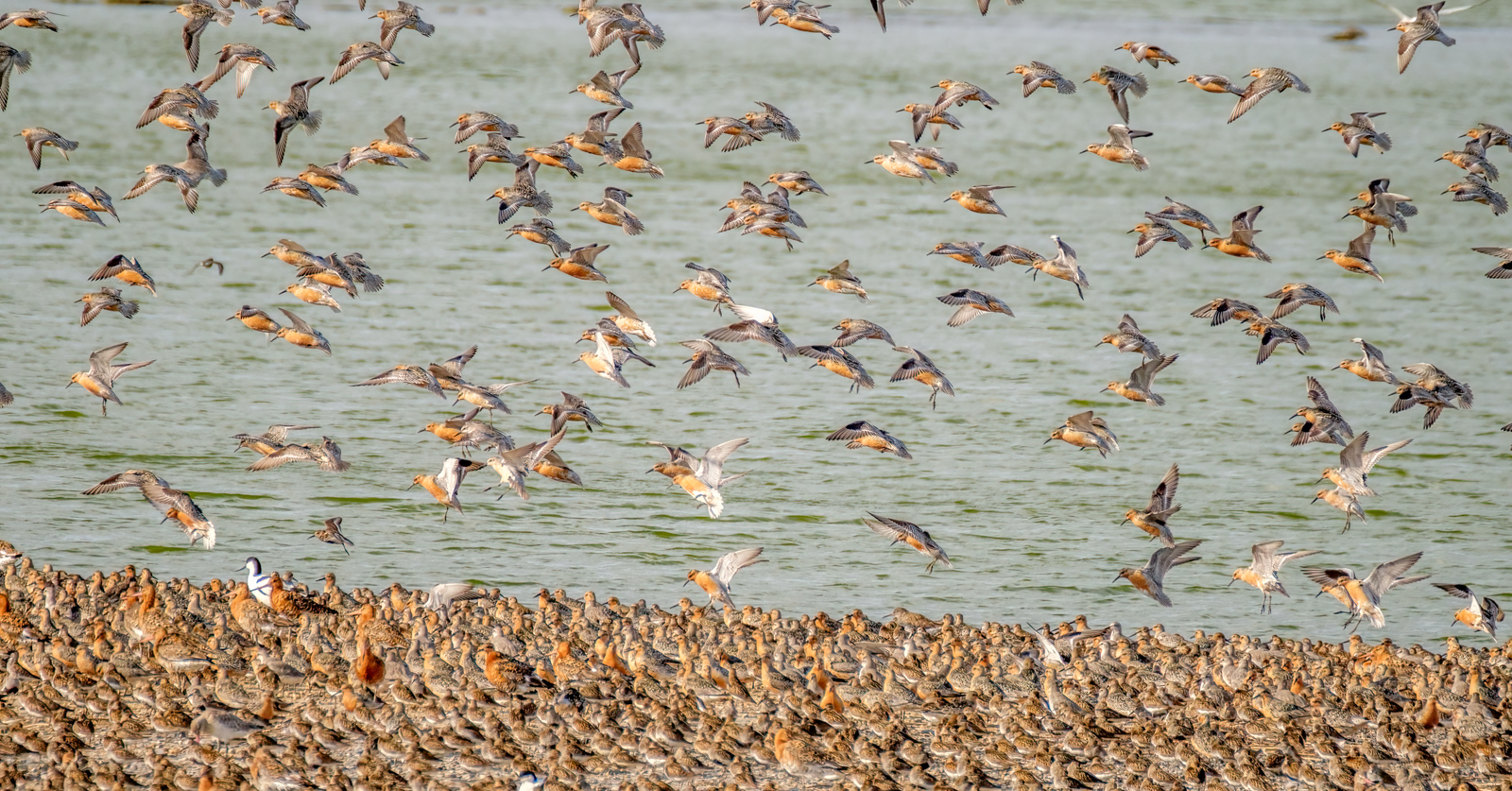 Snettisham Waders 10