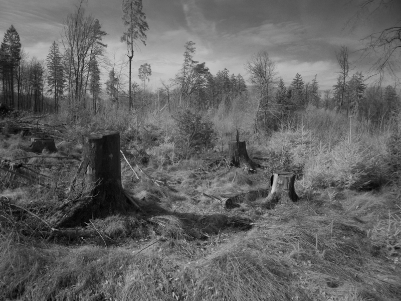 5502362 Christina Osborne Felled