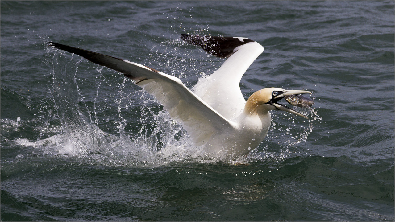 MJF Gannet Catching Fish