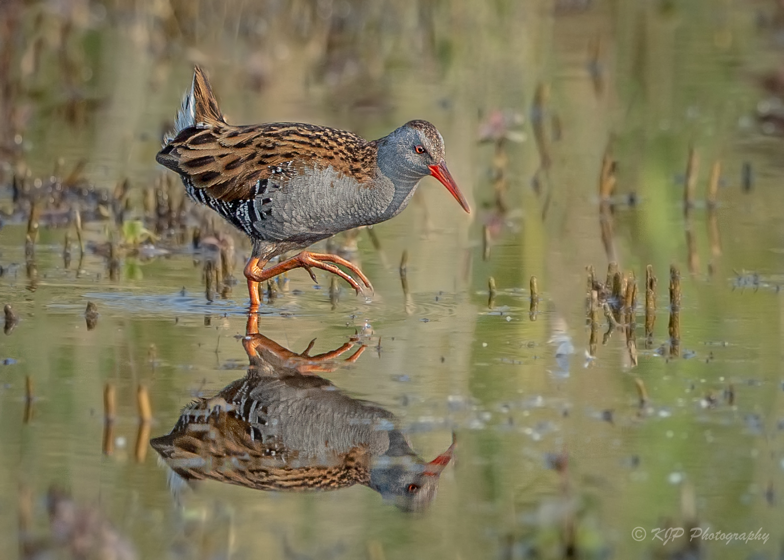 Water Rail Wm