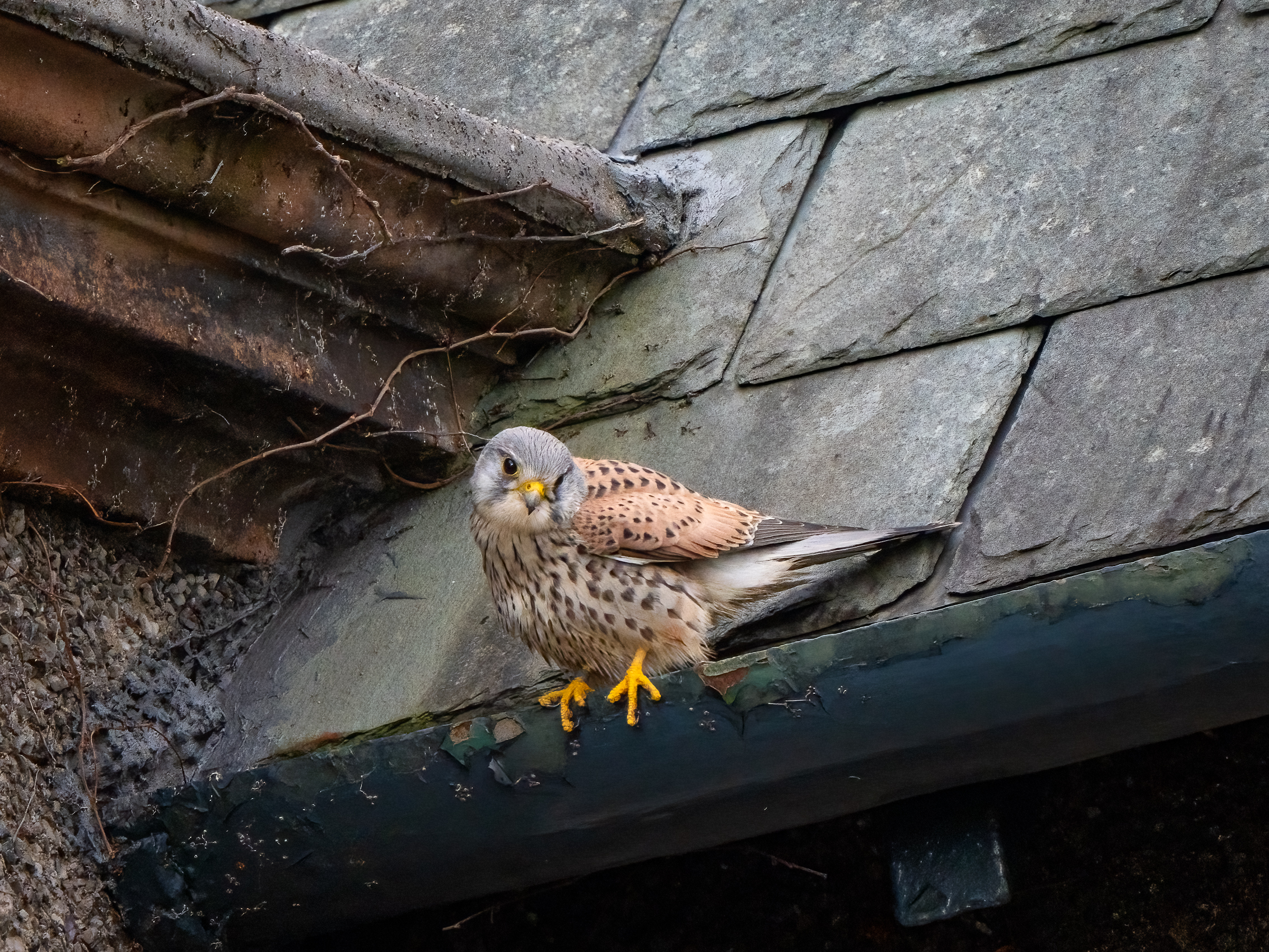 Maggie Bullockkestrel Parkgate MB