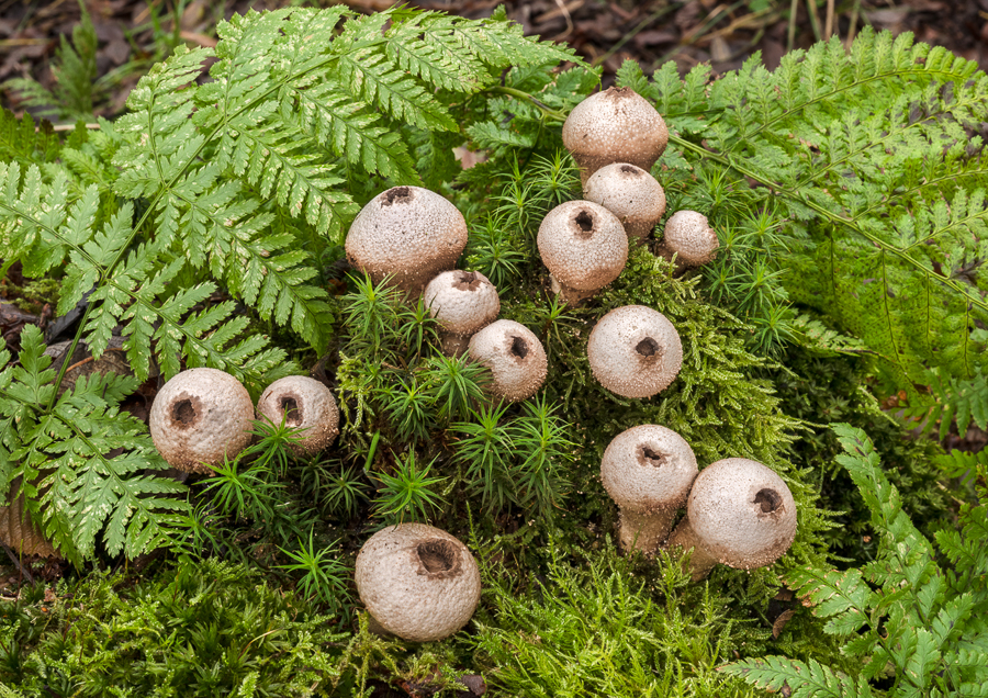 06 Lycoperdon Pyriforme Stump Puffball Mature