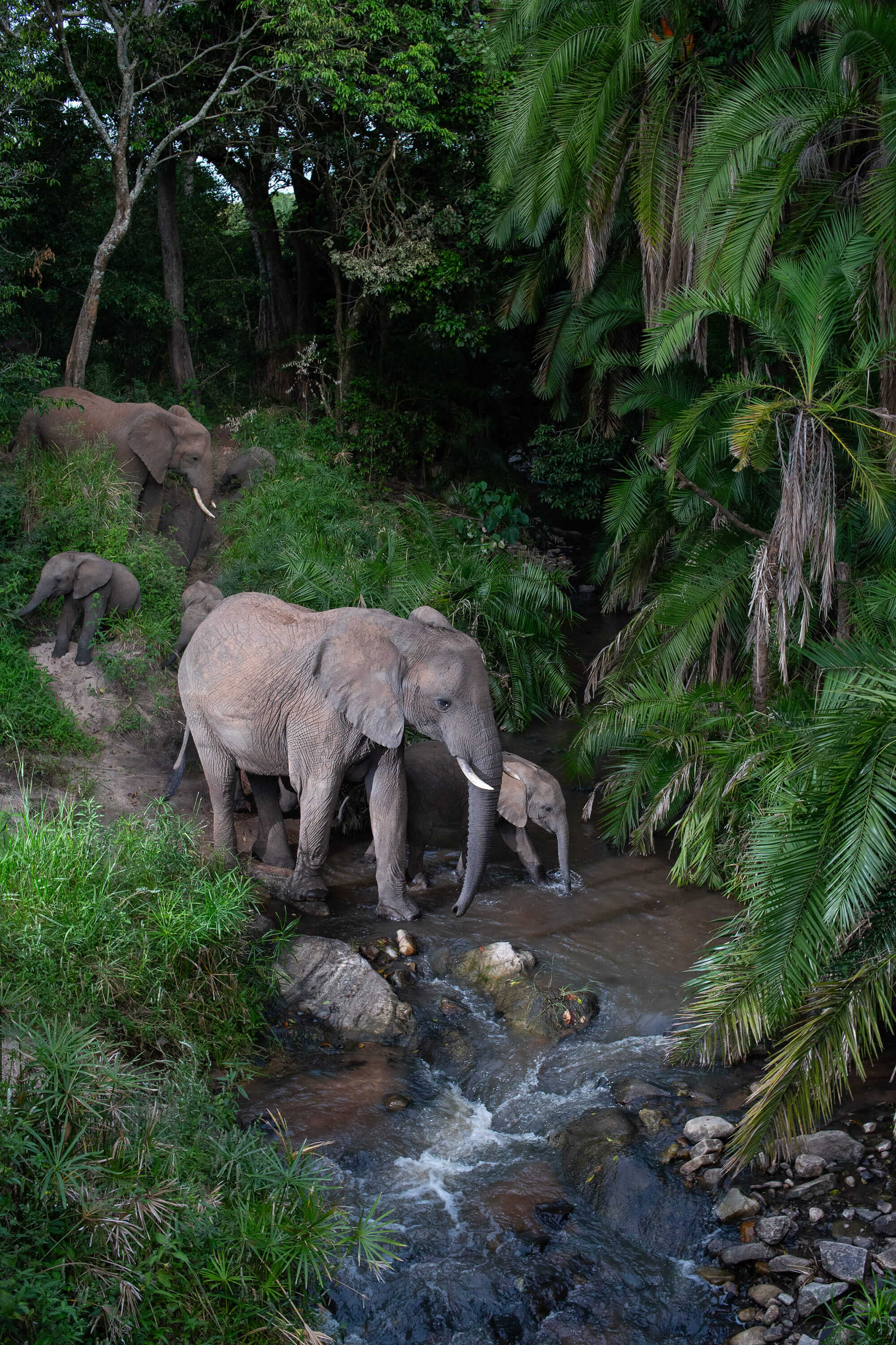 1. Elephant3