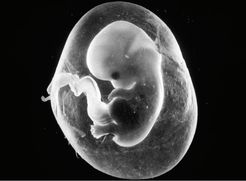 Embryo