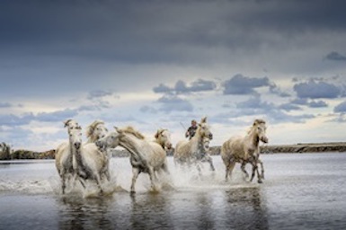 Camargue Ed