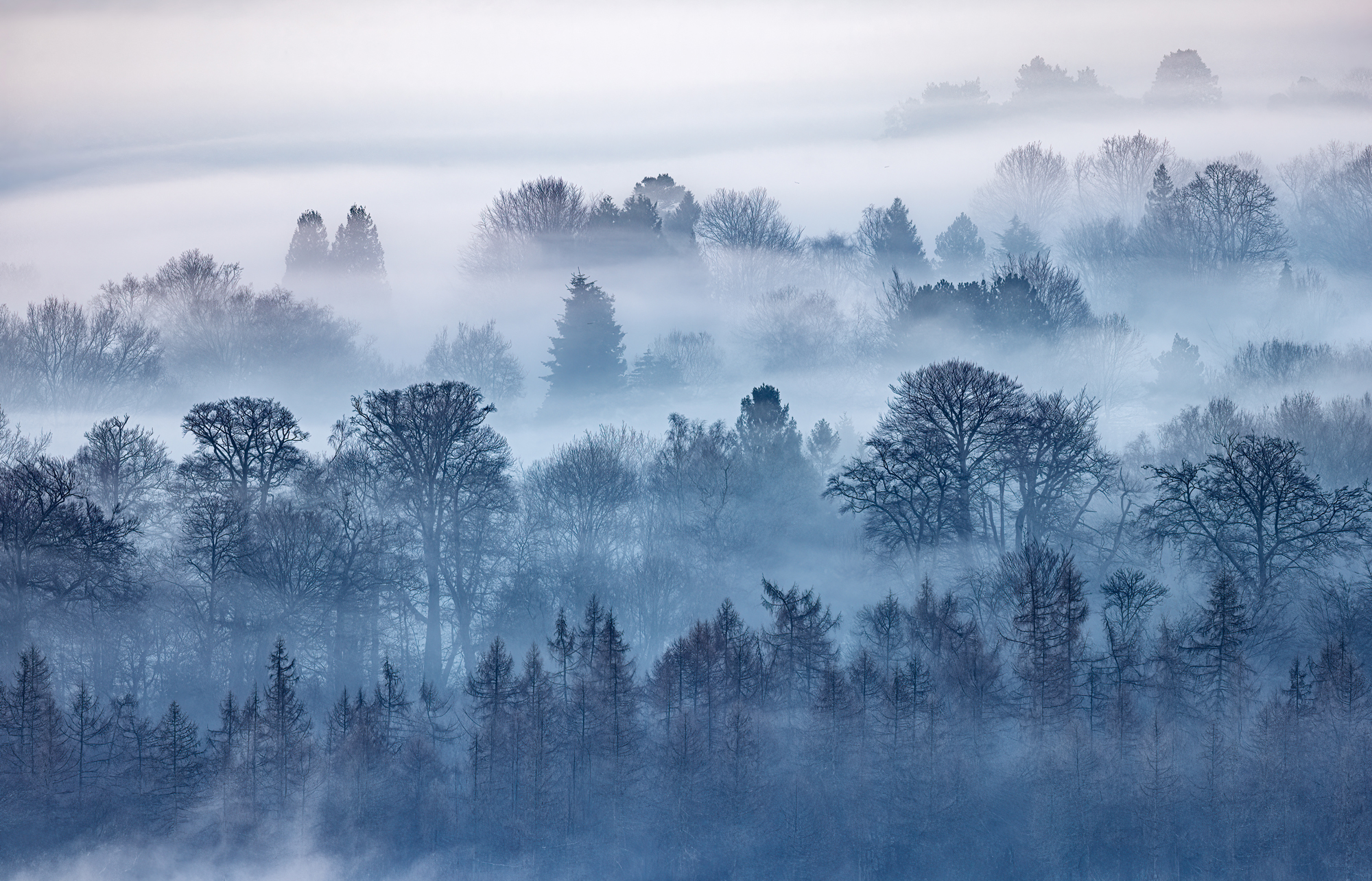 Dawn Trees By Eddie Hyde FRPS 16 Inch