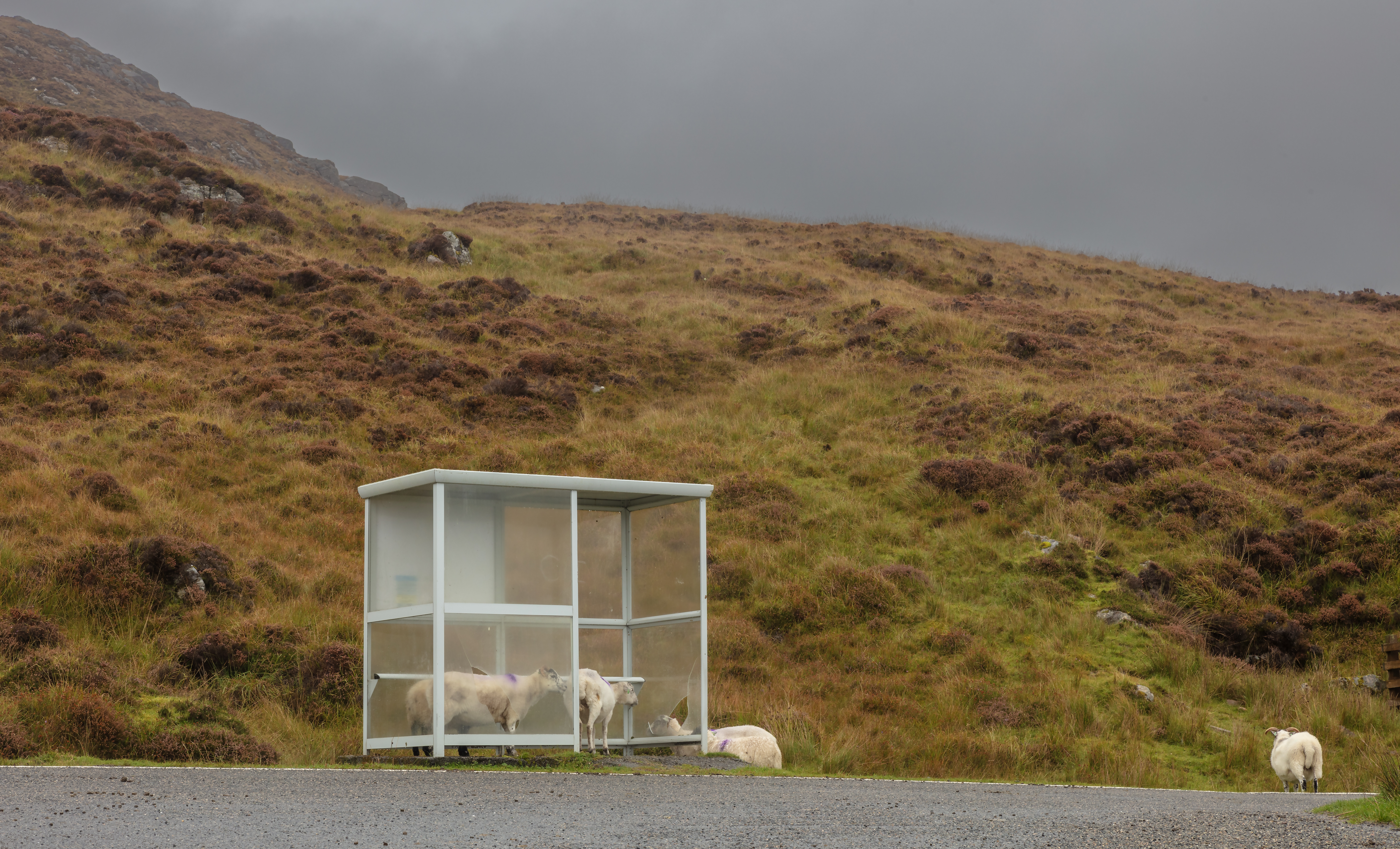 Sheltering From The Storm