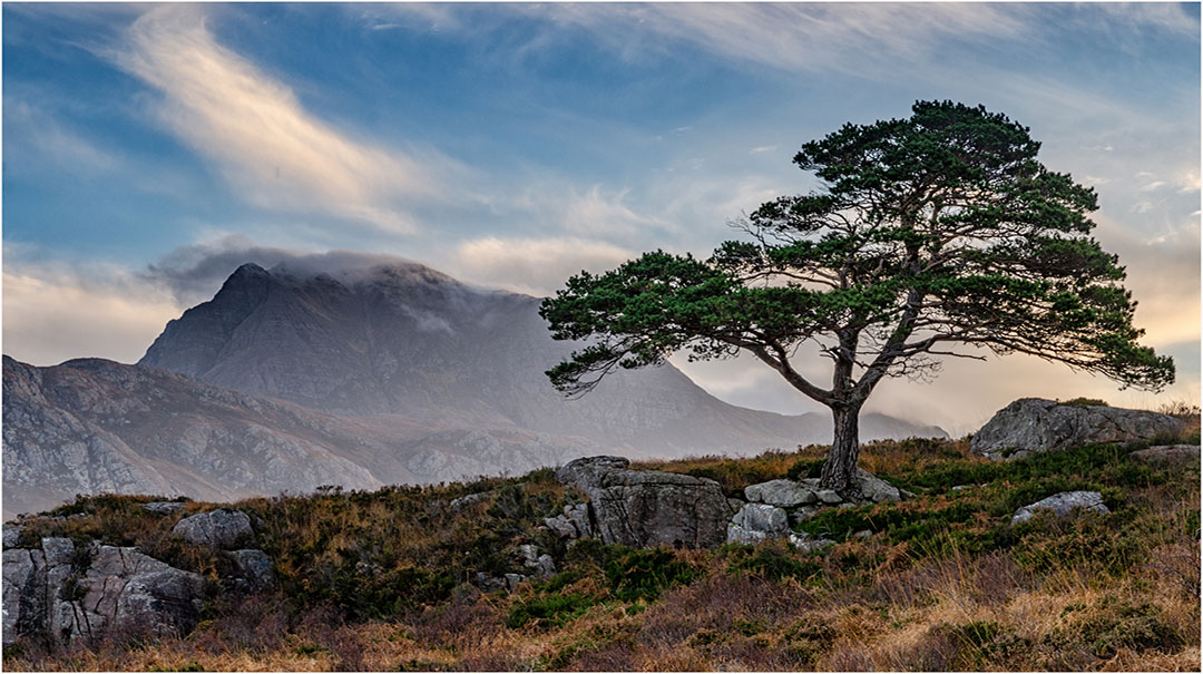 Slioch Tree By John Stewart