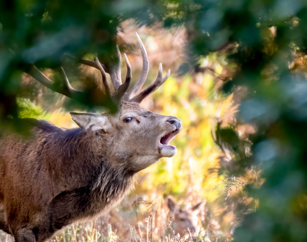 Bradgate Red 6