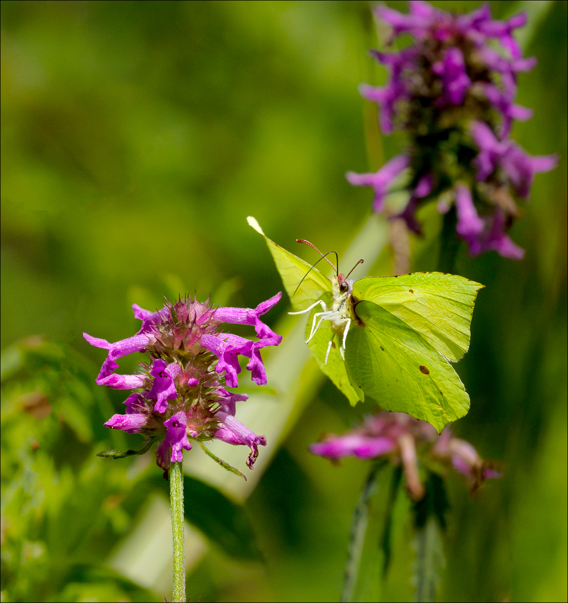 Brimstone By John Plant LRPS