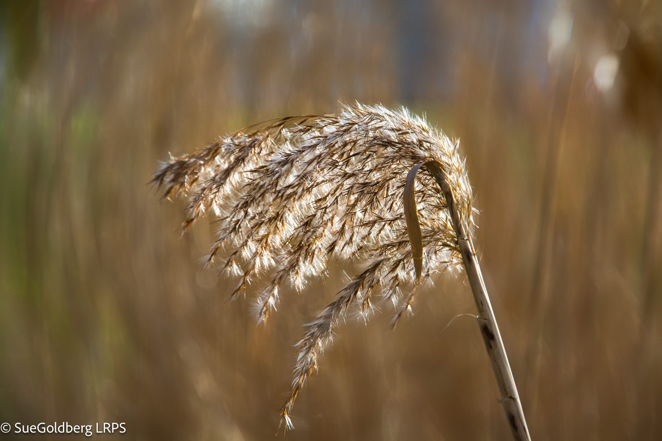 Sue Goldberg TWT Photo 5