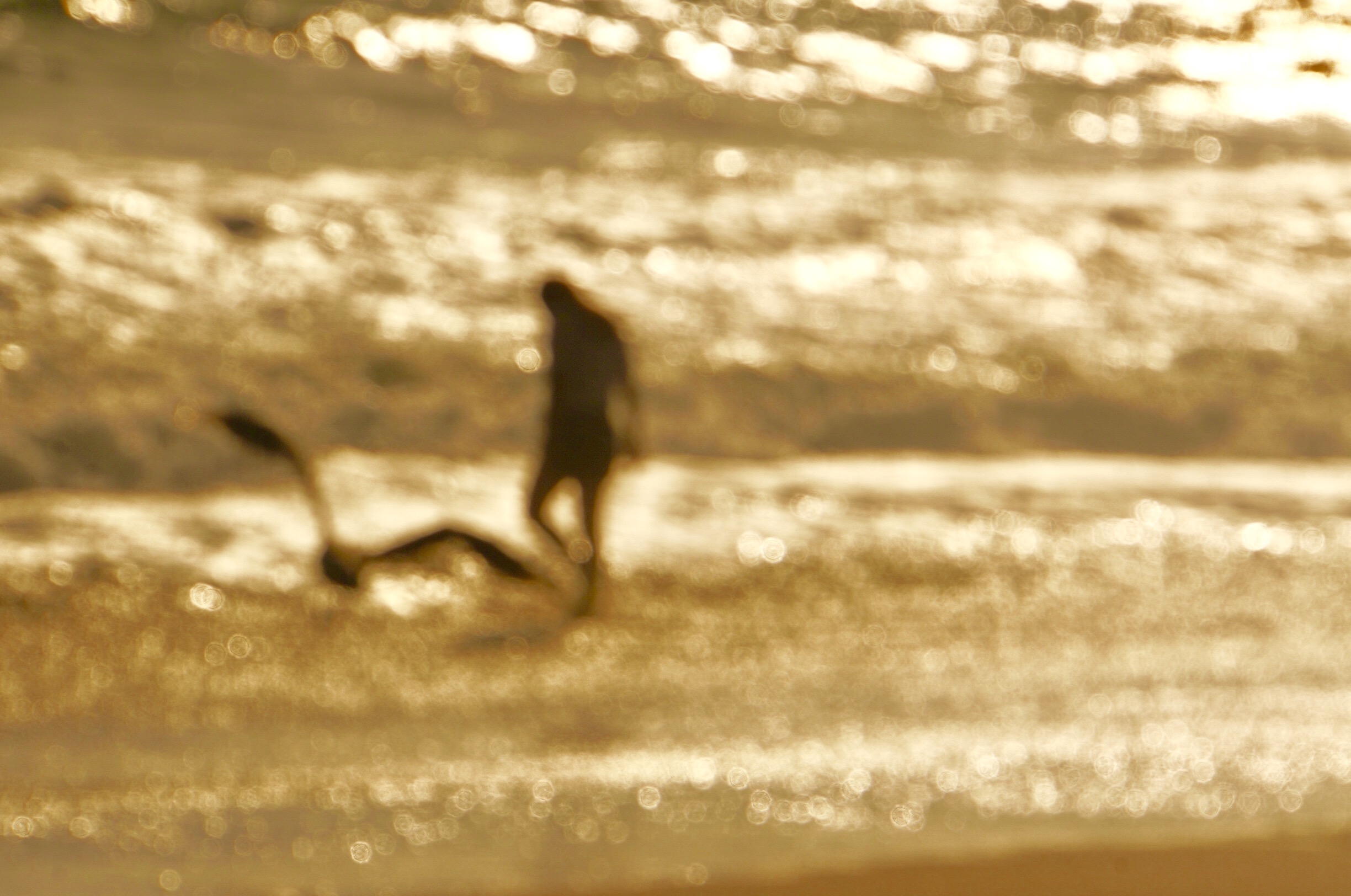 Golden Beach By Raymond Zhang (China)