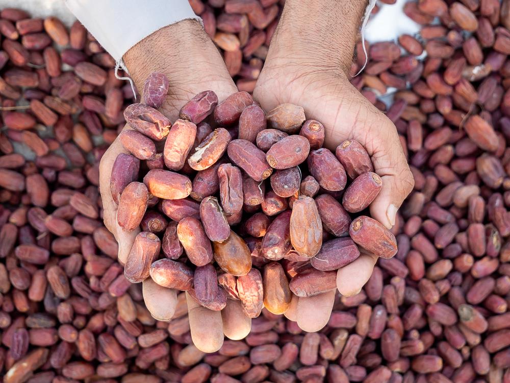 Dates, Luxor Governorate, Arab Republic Of Egypt, Africa, Photo By Thomas Andy Branson