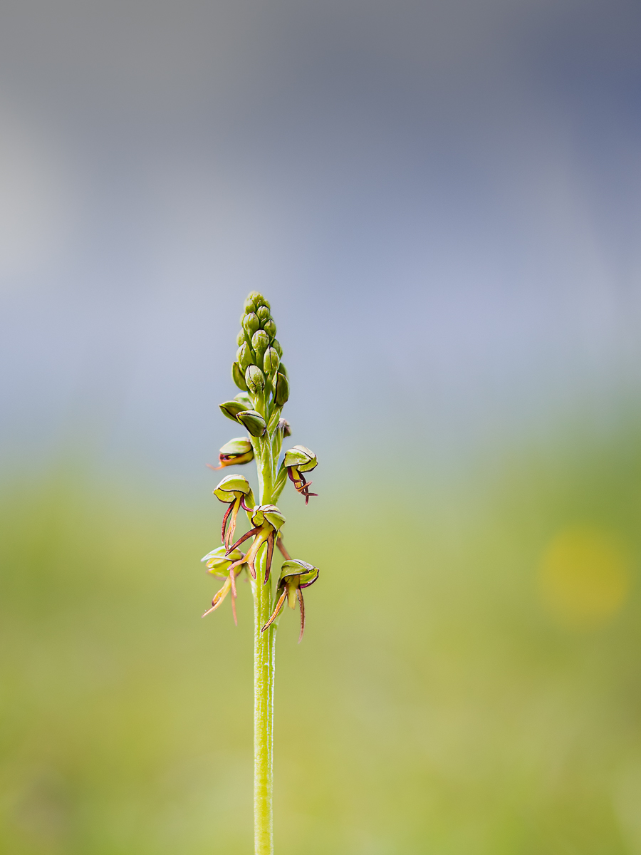 Man Orchid By Mike Harris