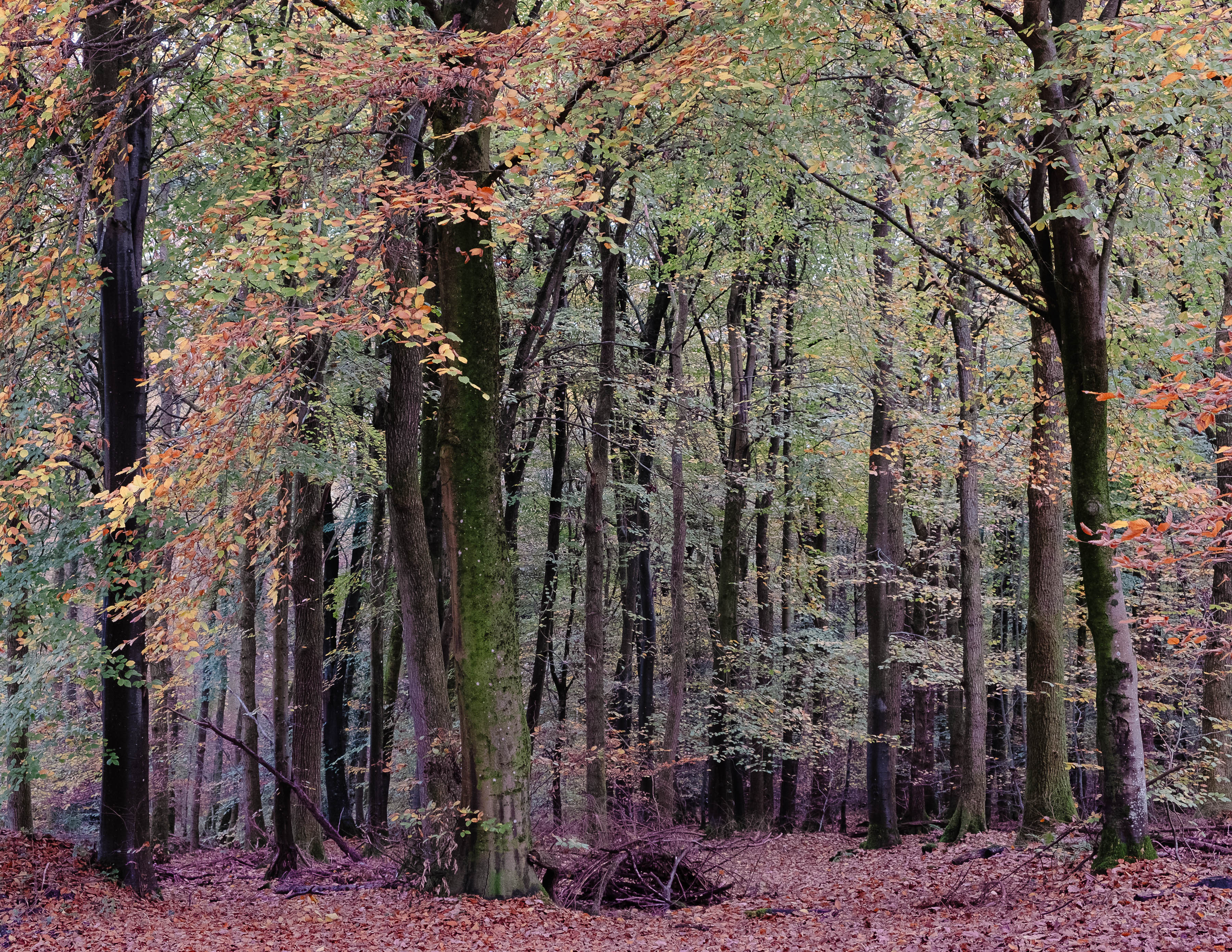 Mortimer Forest. Harry Webb