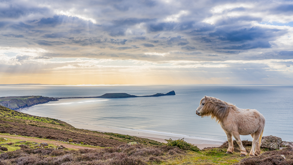 Gower Peninusla And Pony by Lachlan French