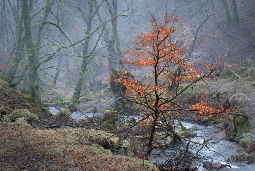 carbon-offsetting by Mark Reeves