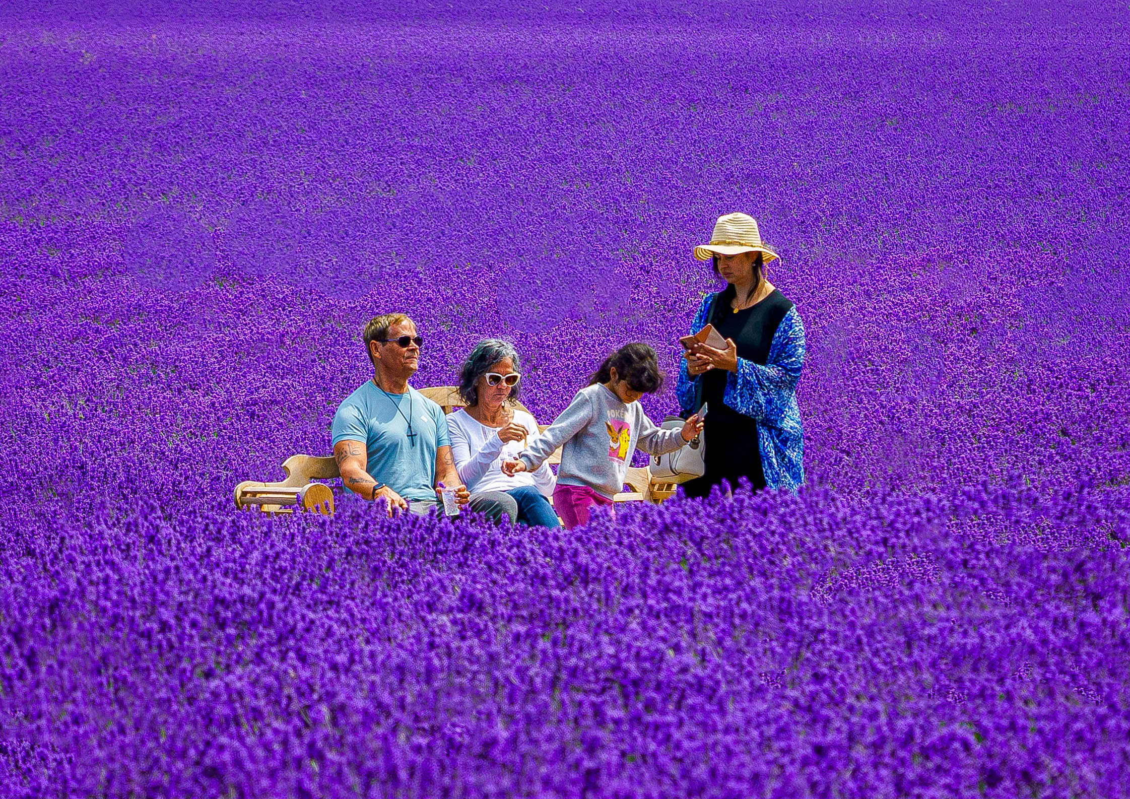 Amongst The Lavender 1