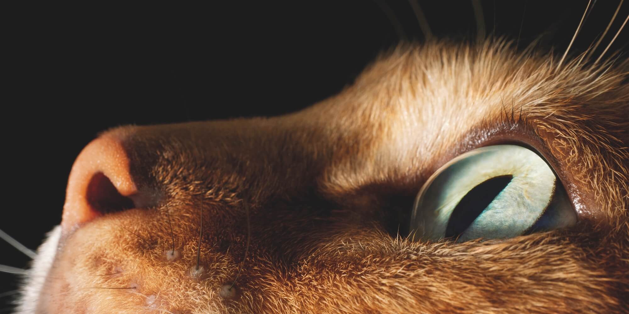 10 Bengal Close Up 2000Pxh 72 Dpi