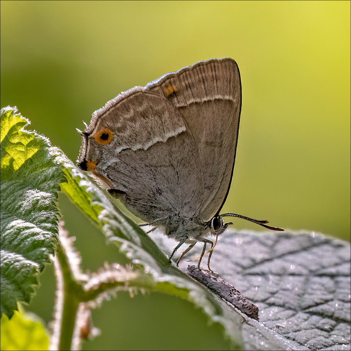 0 Purple Hairstreak By Duncan Locke ARPS