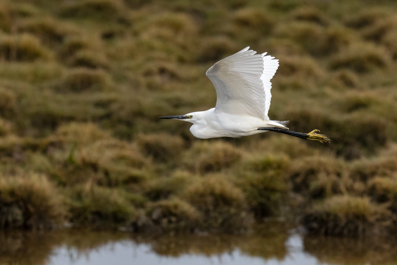 Little Egret At RSPB Frampton Marsh By John Harvey