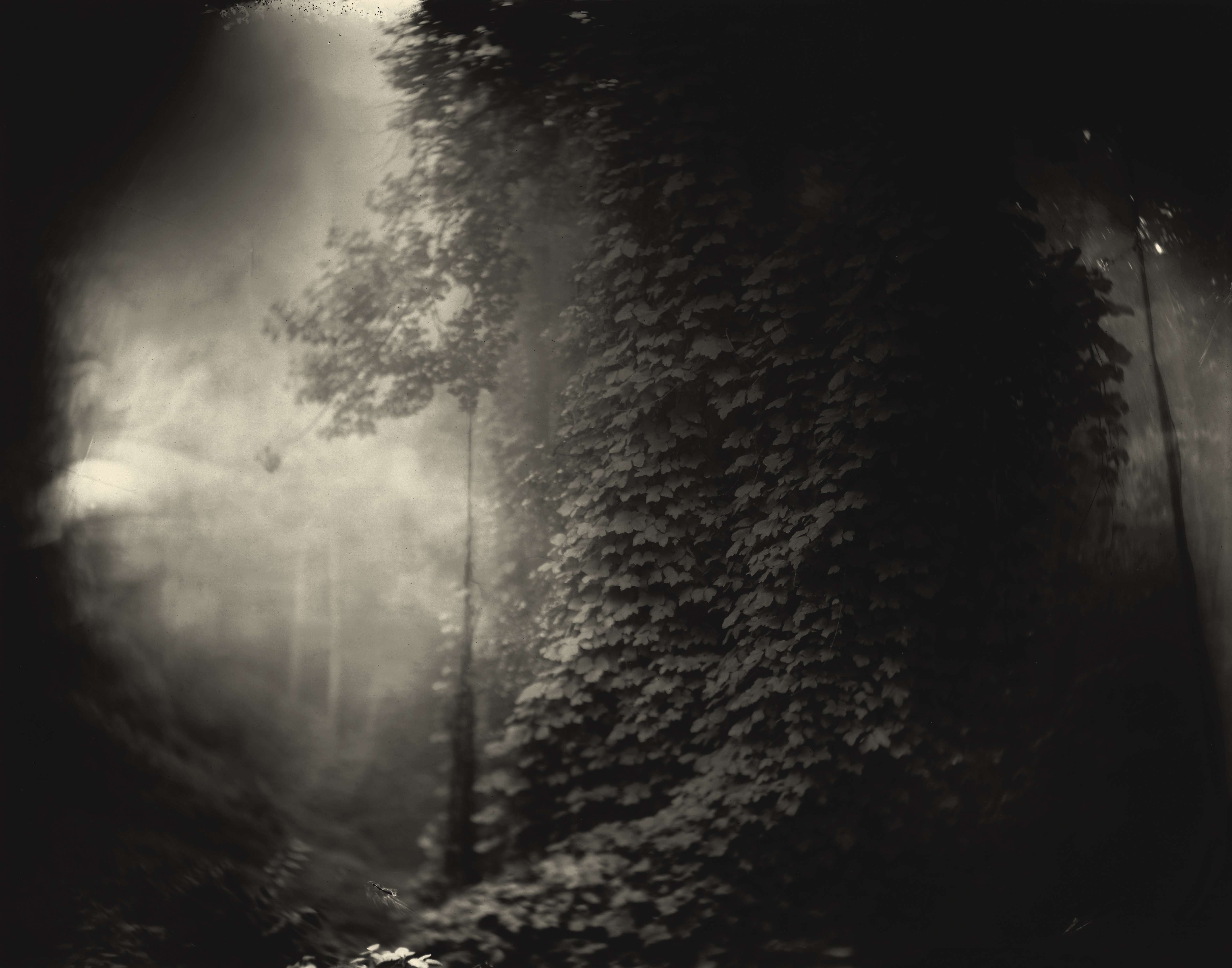 Sally Mann Georgia, Untitled (Kudzu), 1996