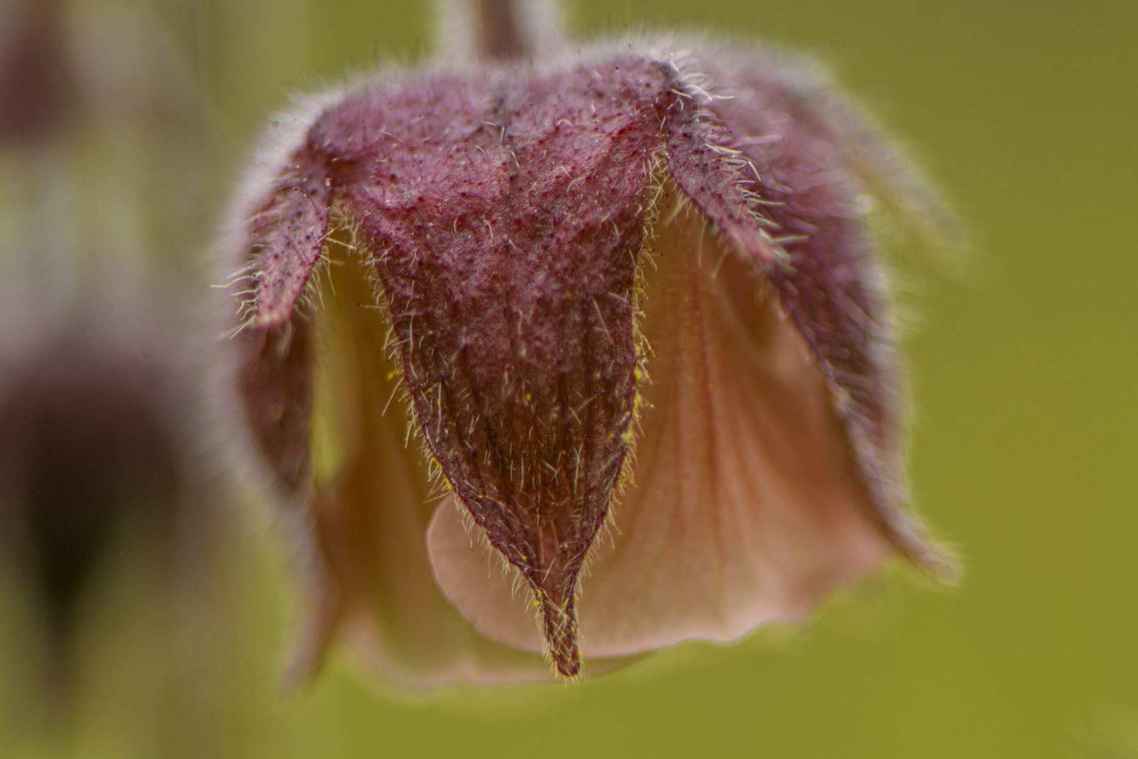 Water Avens By Gordon Brown