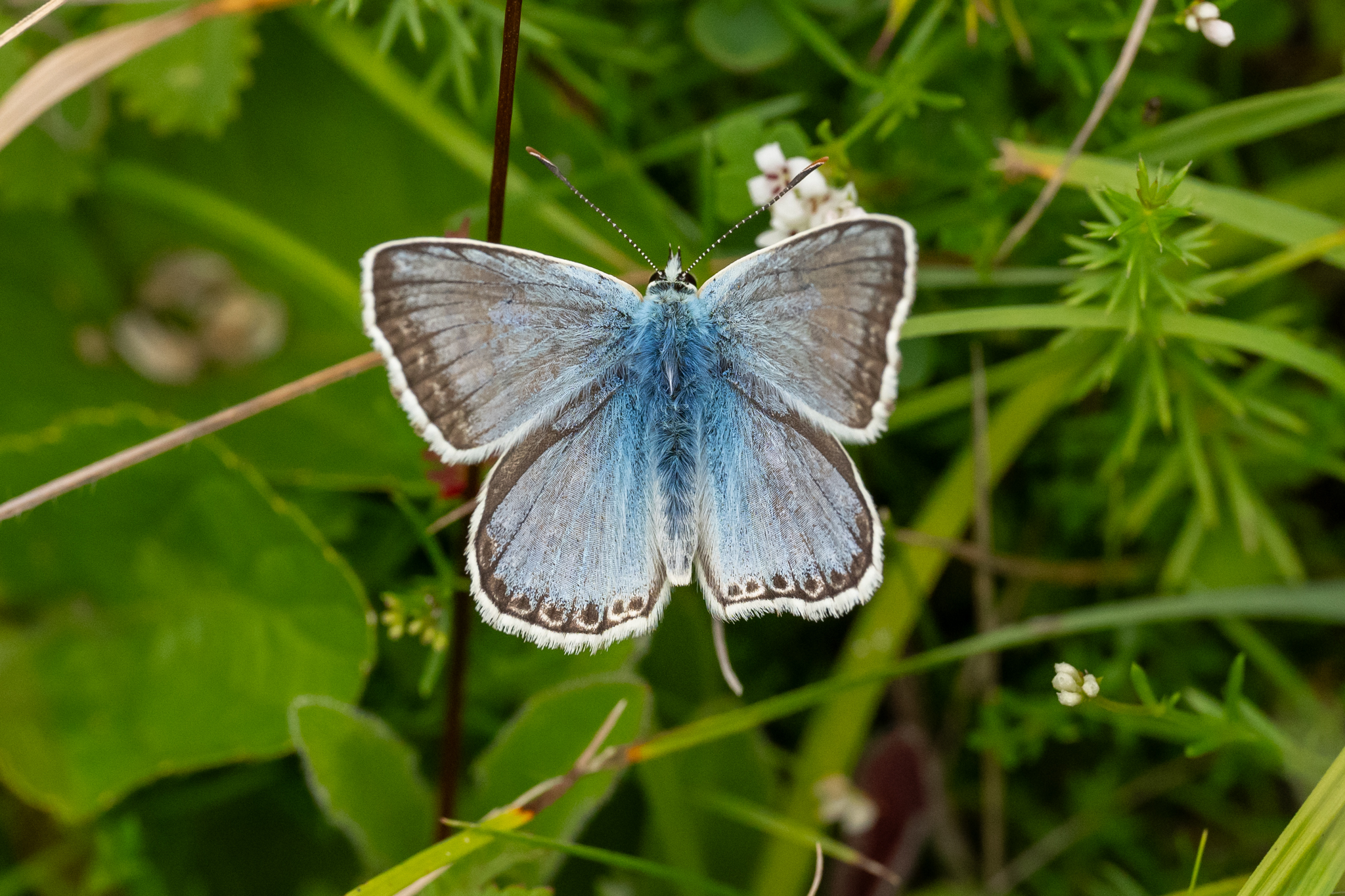 Chalkhill Blue By Simon Jenkins (2)