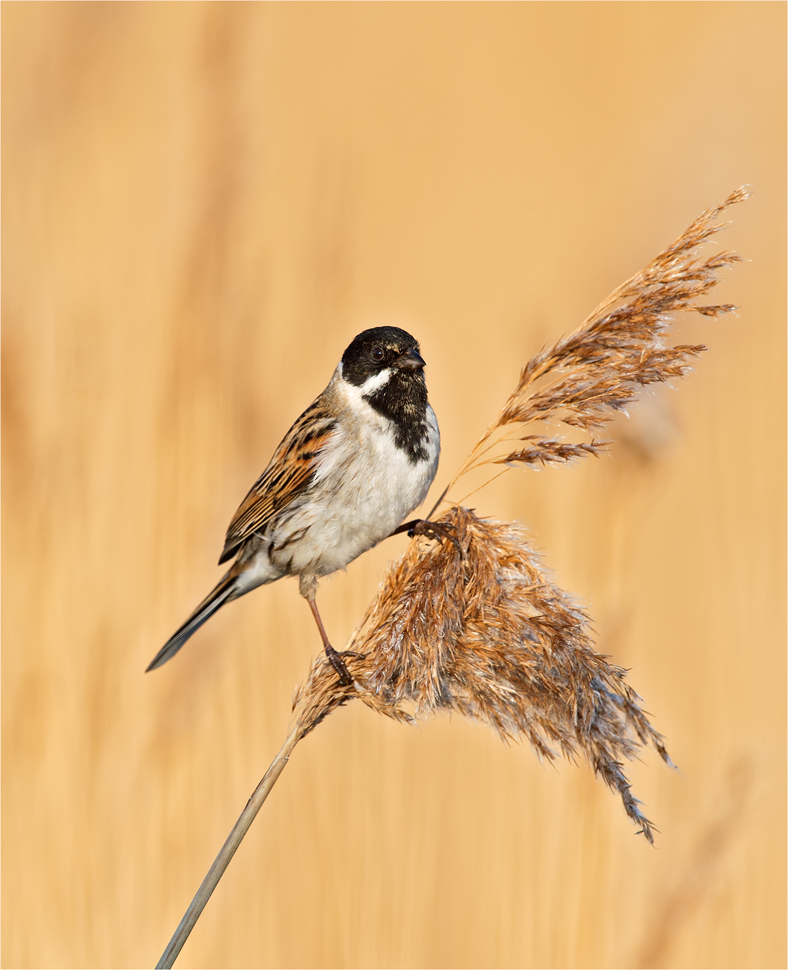16. Male Reed Bunting Feeding On Seed Heads DSC5094