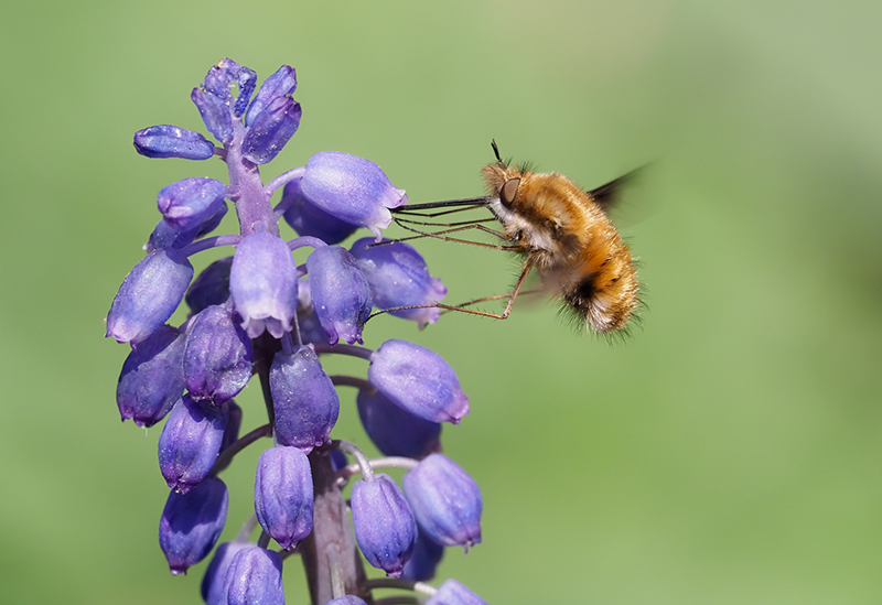 800X549 Bee Fly