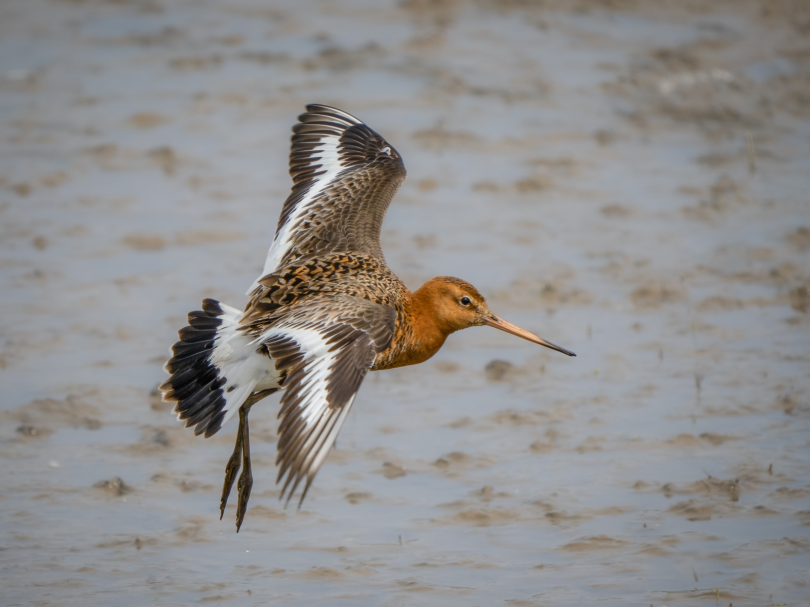 Black Tailed Godwit(Maggie Bullock)