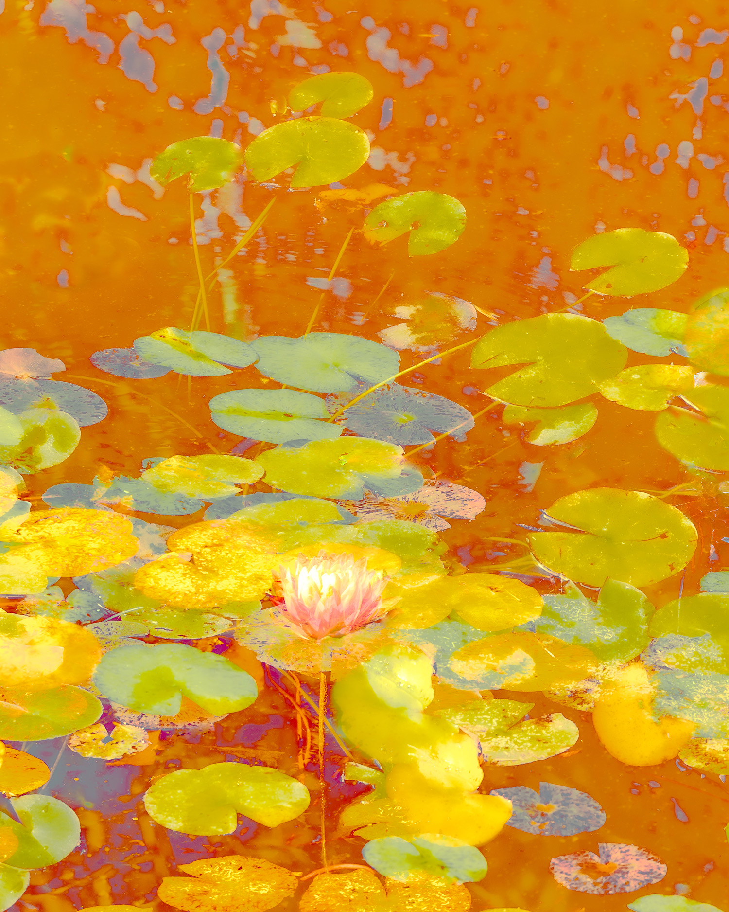 On Golden Pond By Jan Beesley