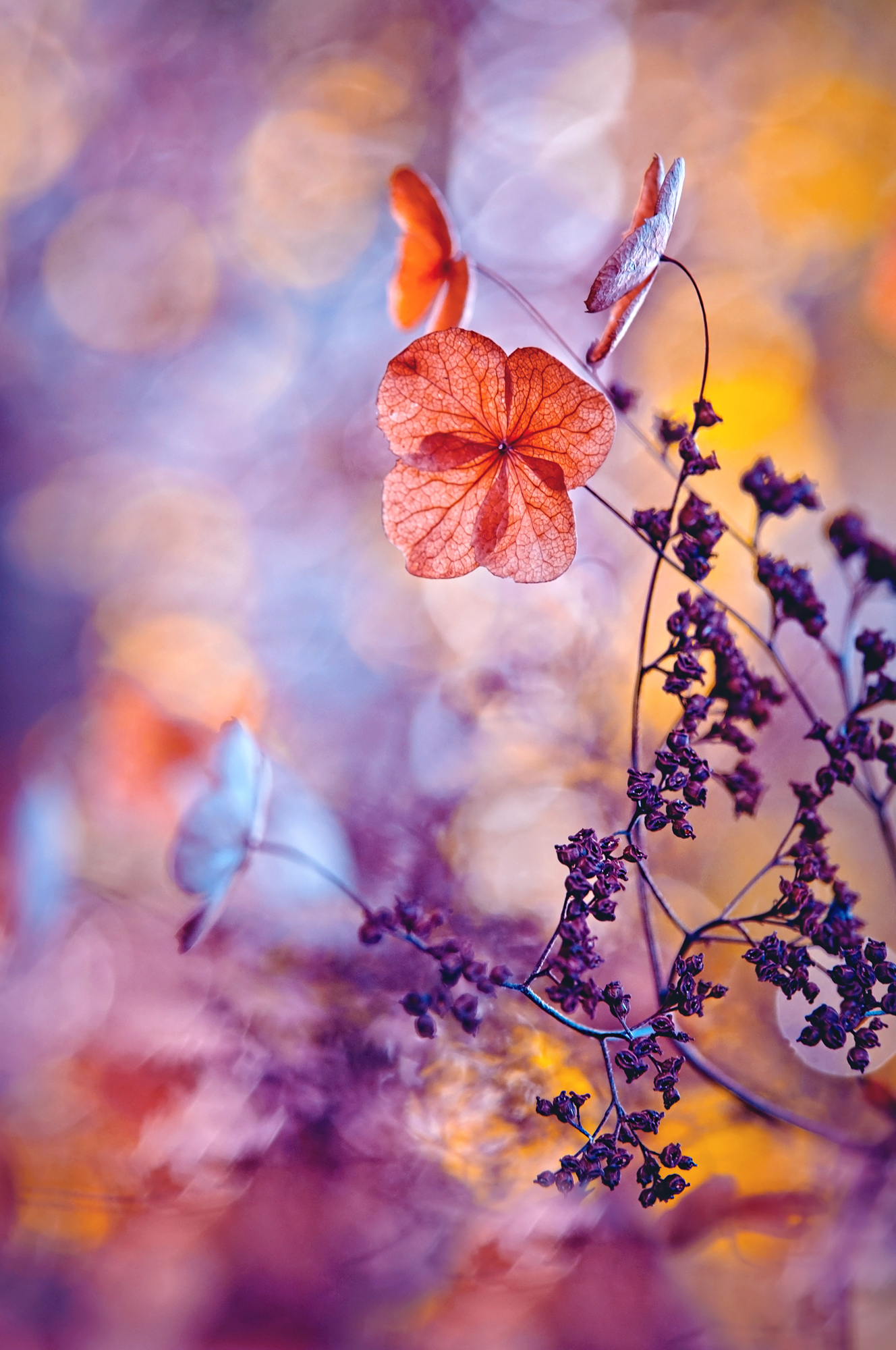 Winner IGPOTY8 Magdalena Wasiczek The Ballerinas