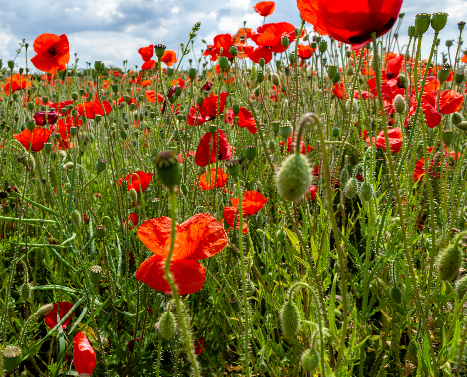 Amongst the Poppies