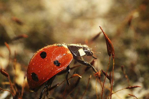 Ladybird