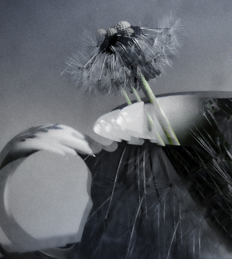 Dandelion Blues A Stevenson