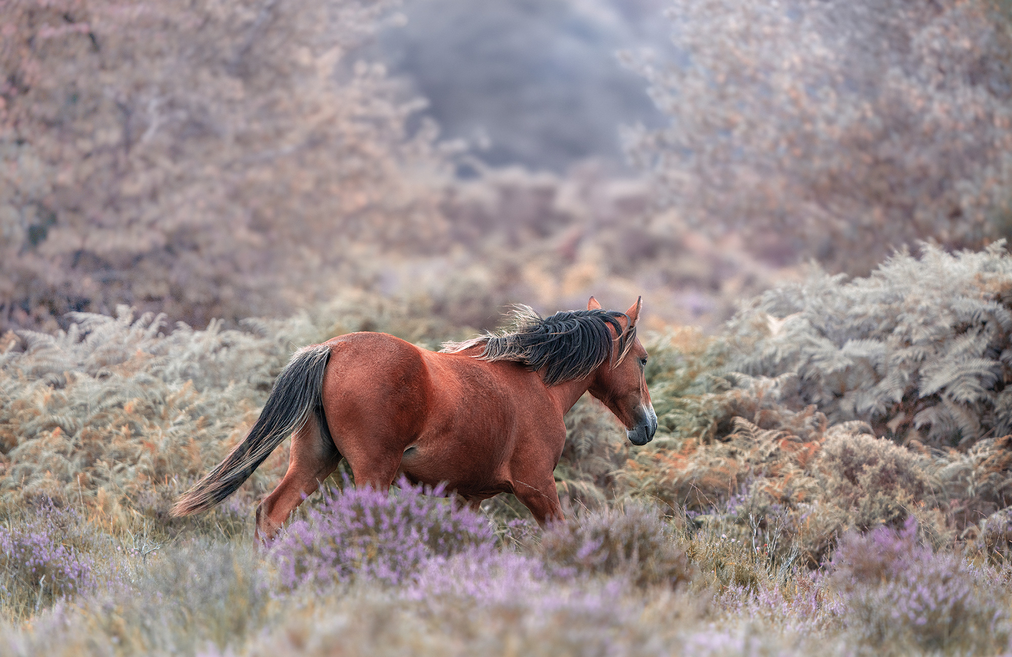 Wild Grace By Irina Petrova