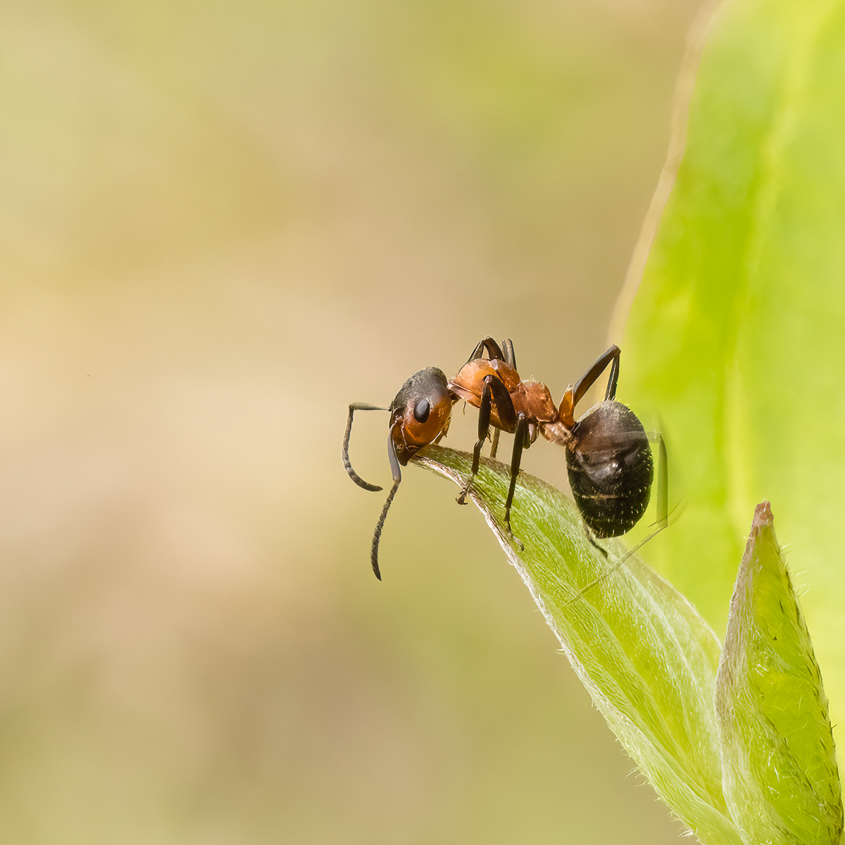 Ant By Mike Harris ARPS