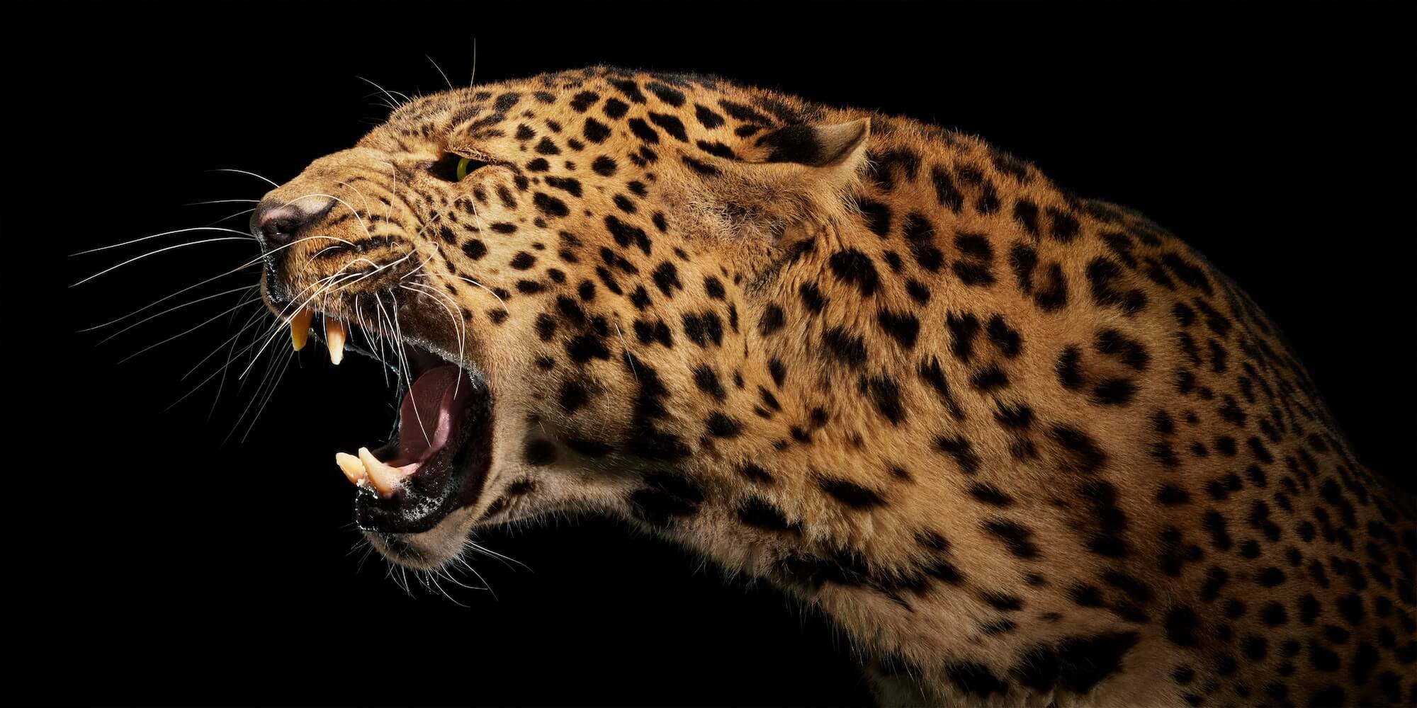 09 Leopard Side On Roaring 2000Pxh 72Dpi