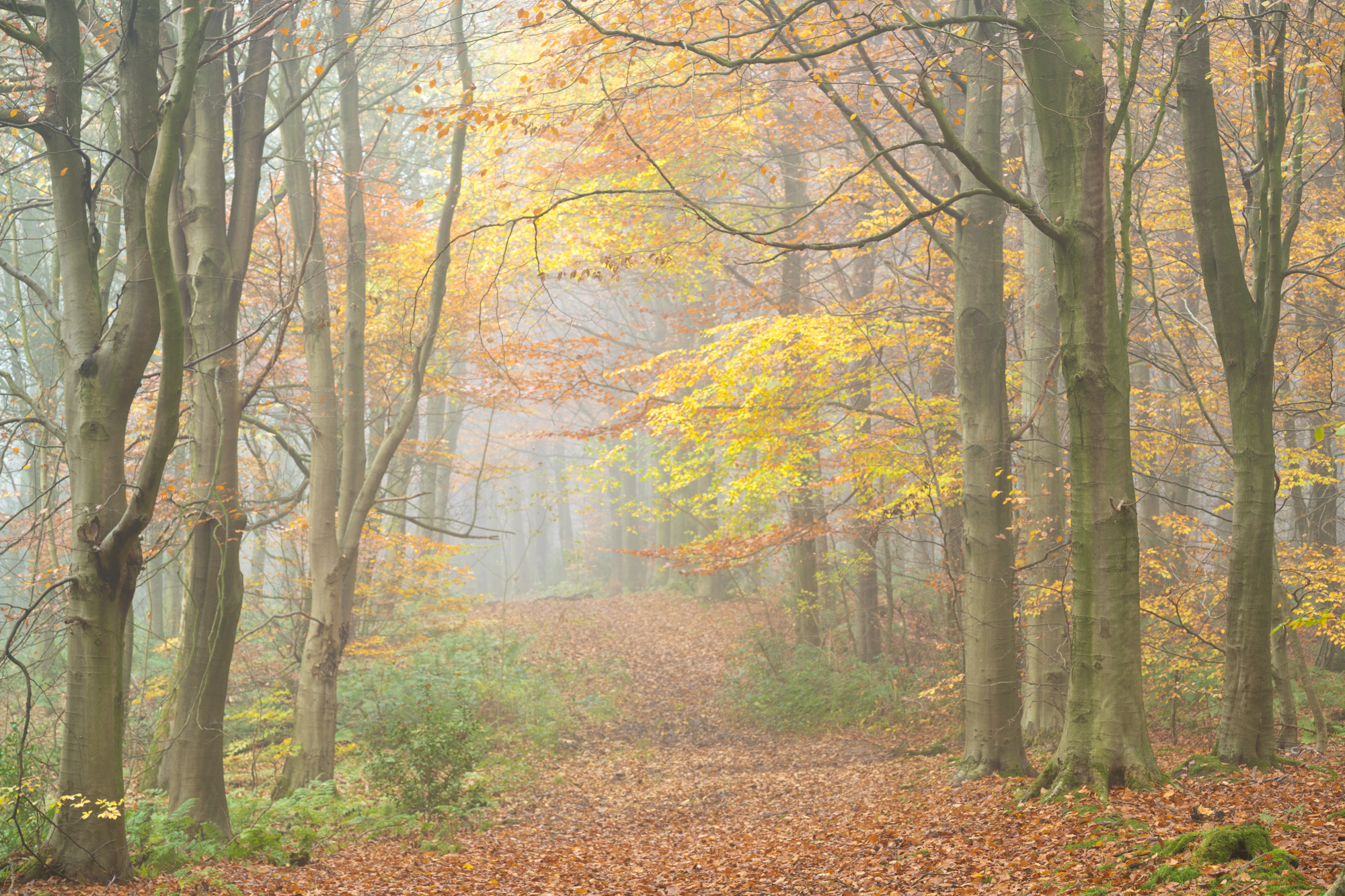 ©Markbanks Mainimage