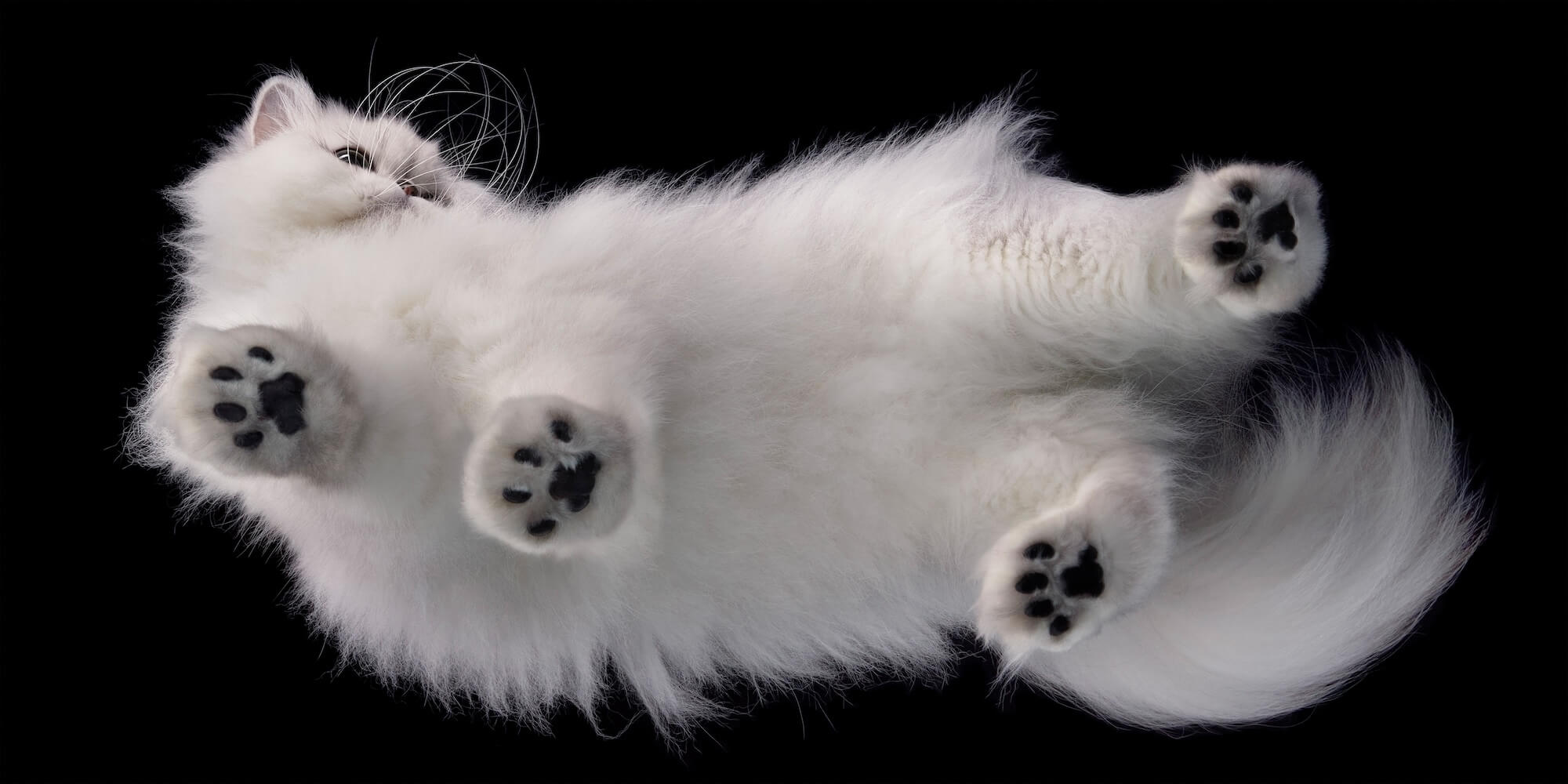 03 Chinchilla Underneath DPS 2000Pxh 72Dpi